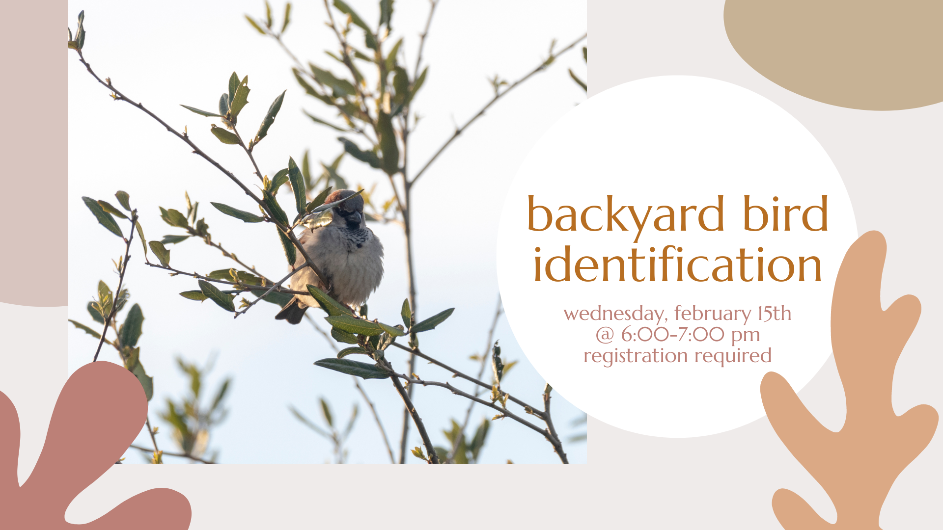 Backyard Bird Identification