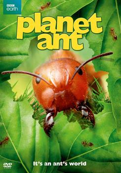 A cover of bright green leaves is broken up by the orange head of an ant chomping at the leaves.