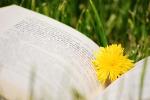 Open book lies in the grass with a yellow dandelion nestled in the crease between the pages.