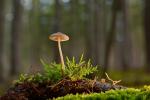 A lone tiny mushroom grows out of a moss covered log with a blurred out forest in the background.